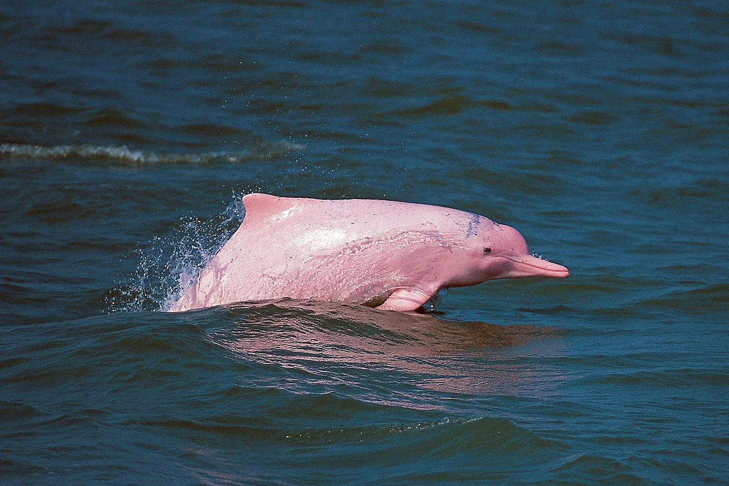 Розовыми амазонскими речными дельфинами