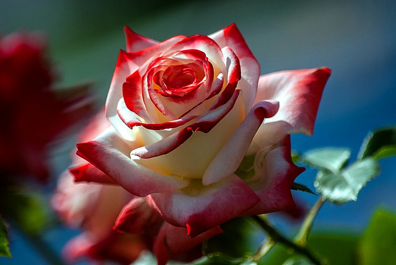 Розы для прекрасной женщины