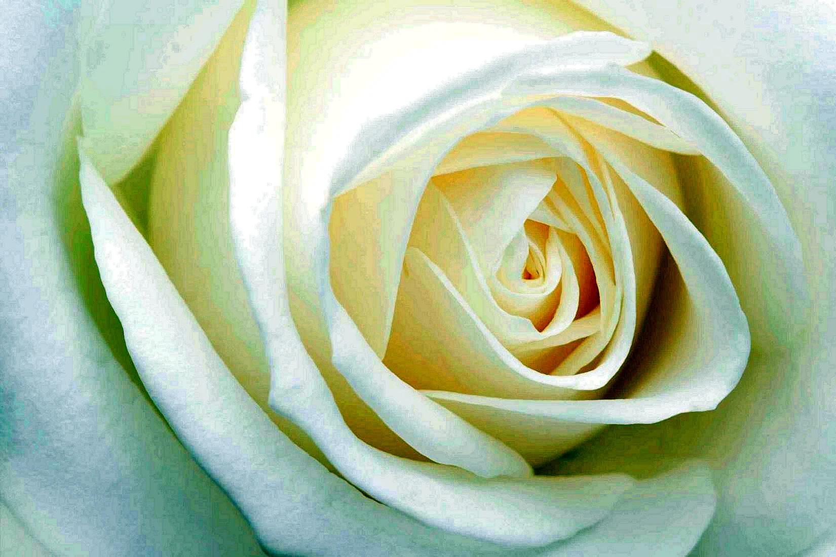 Розы на белом фоне