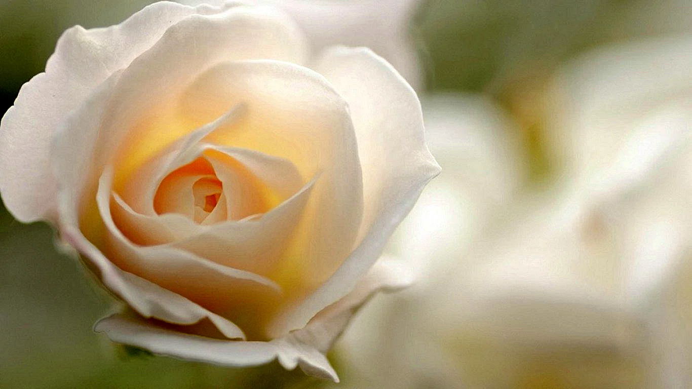 Розы на белом фоне