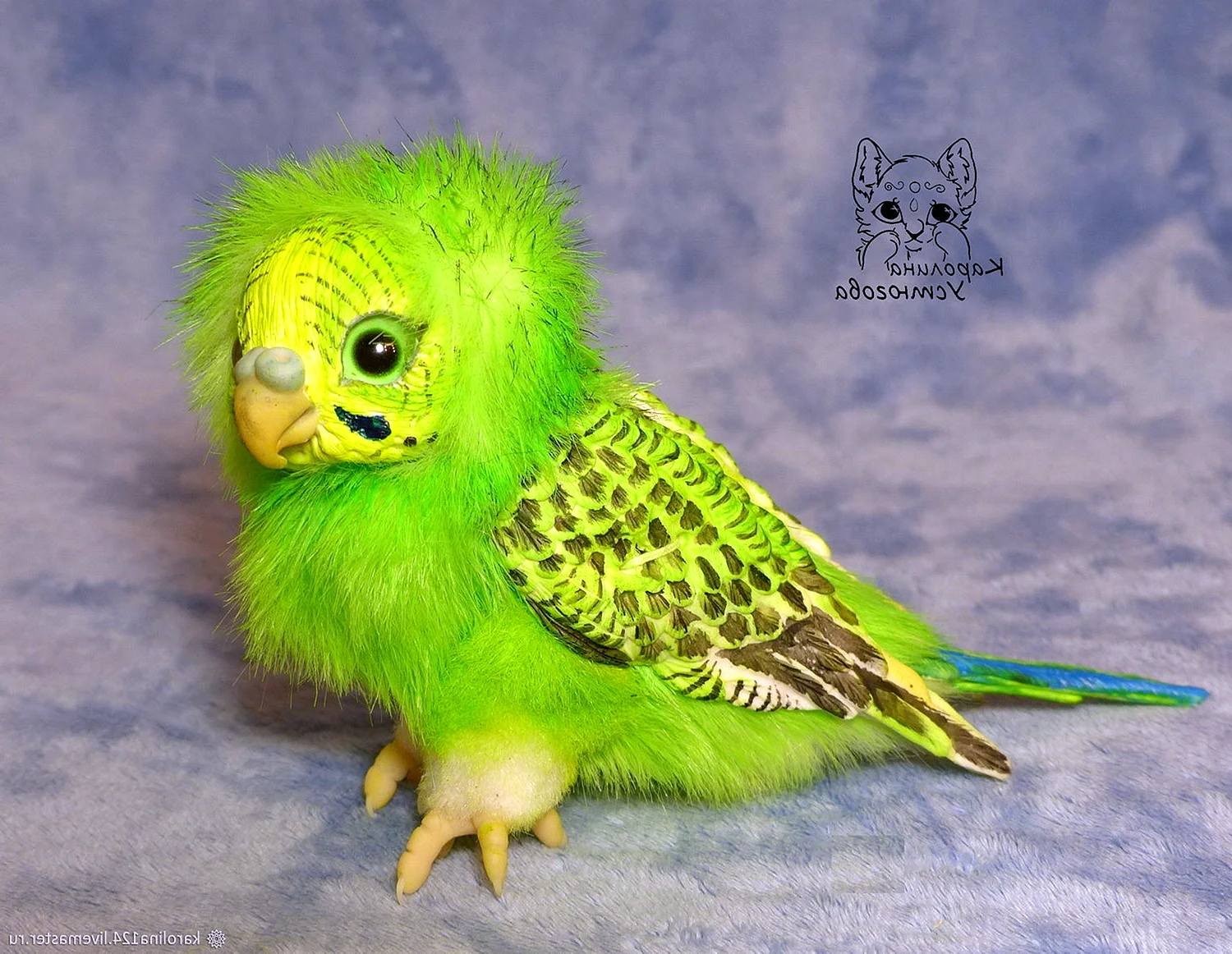 Ручной зеленый попугай волнистый