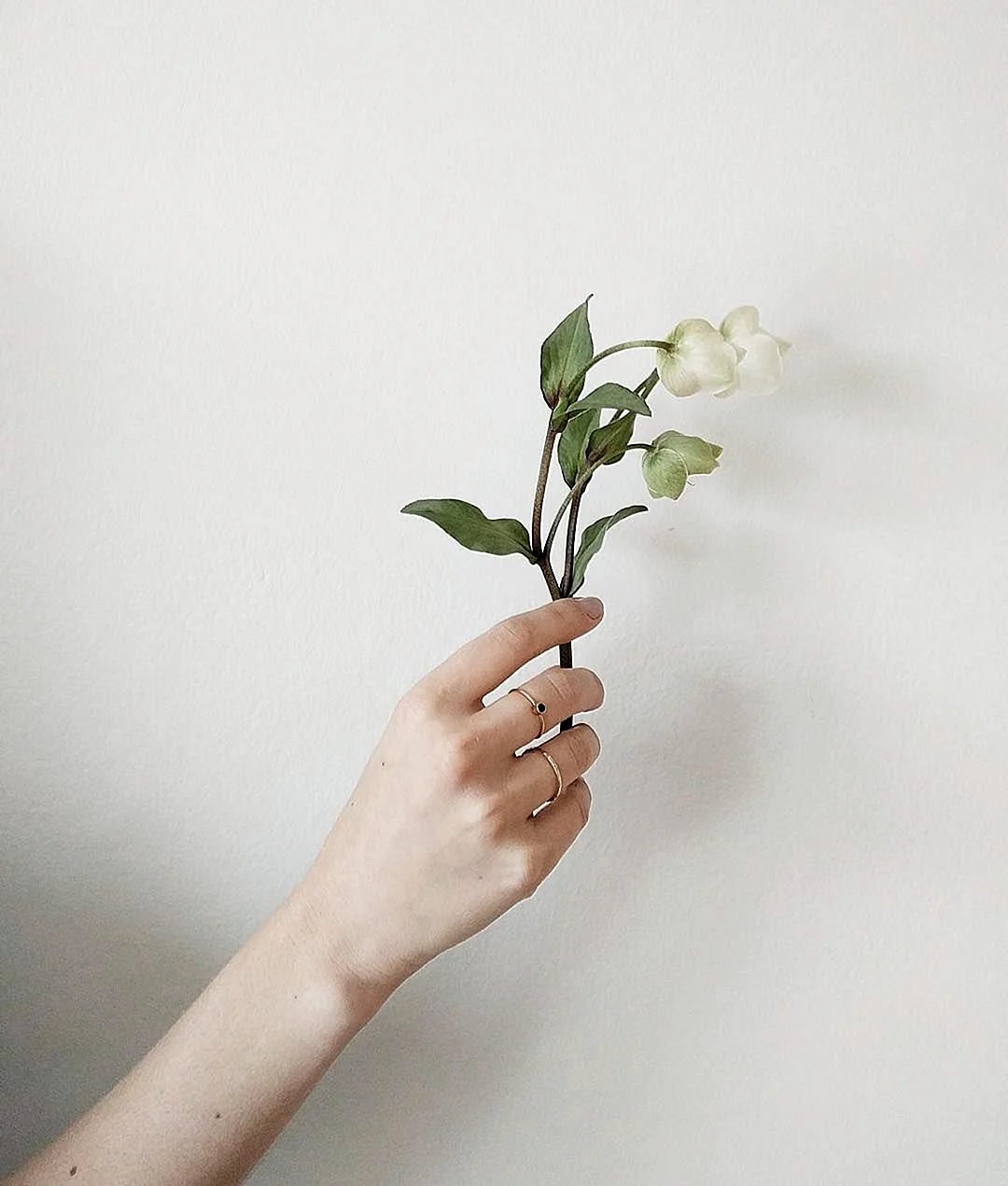 Рука держит цветок