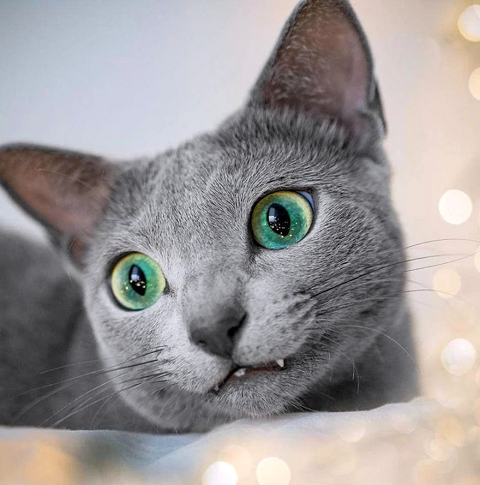 Породы кошек с голубыми глазами (27 фото)
