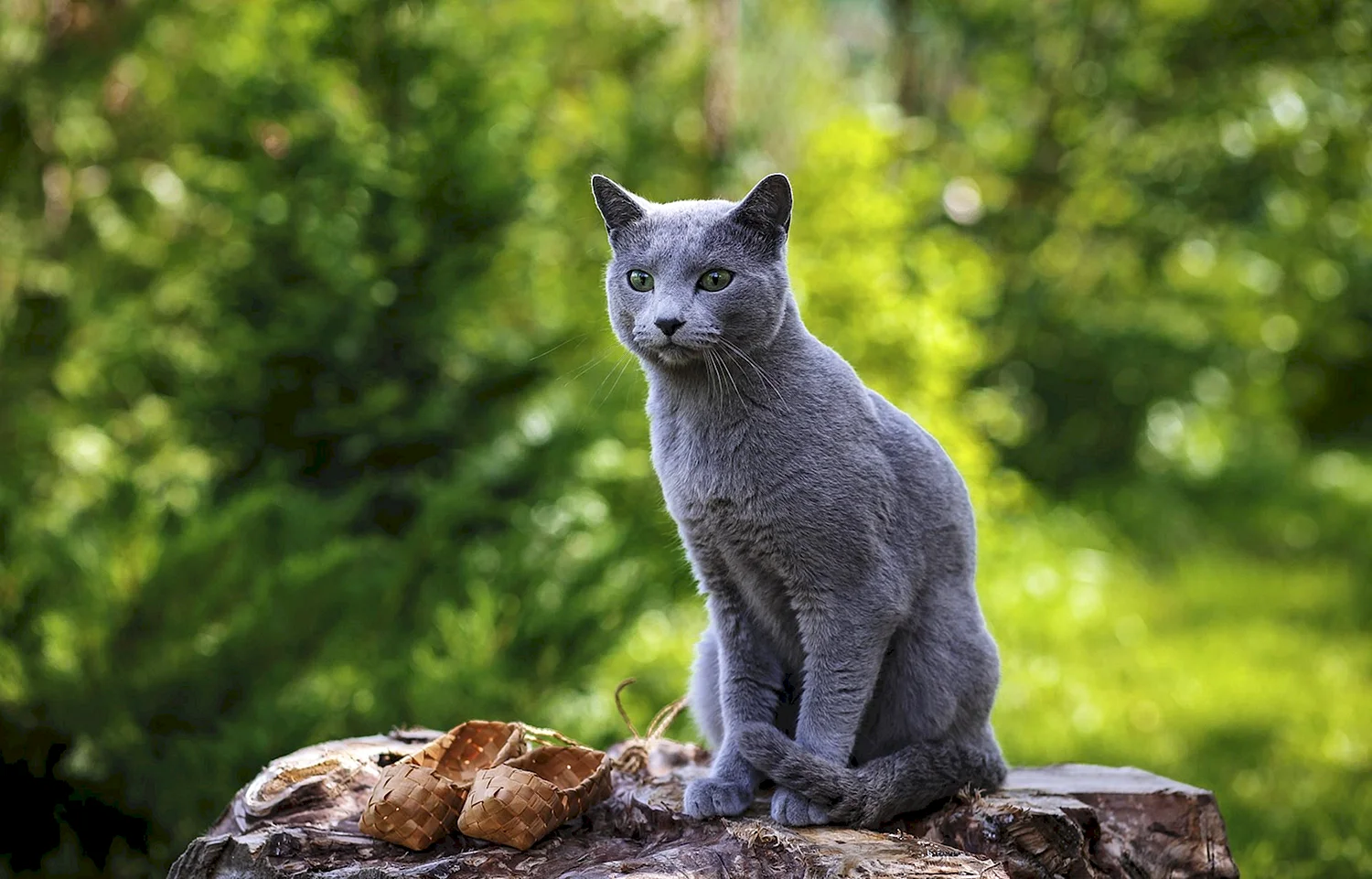 Русский голубой кот (47 фото)