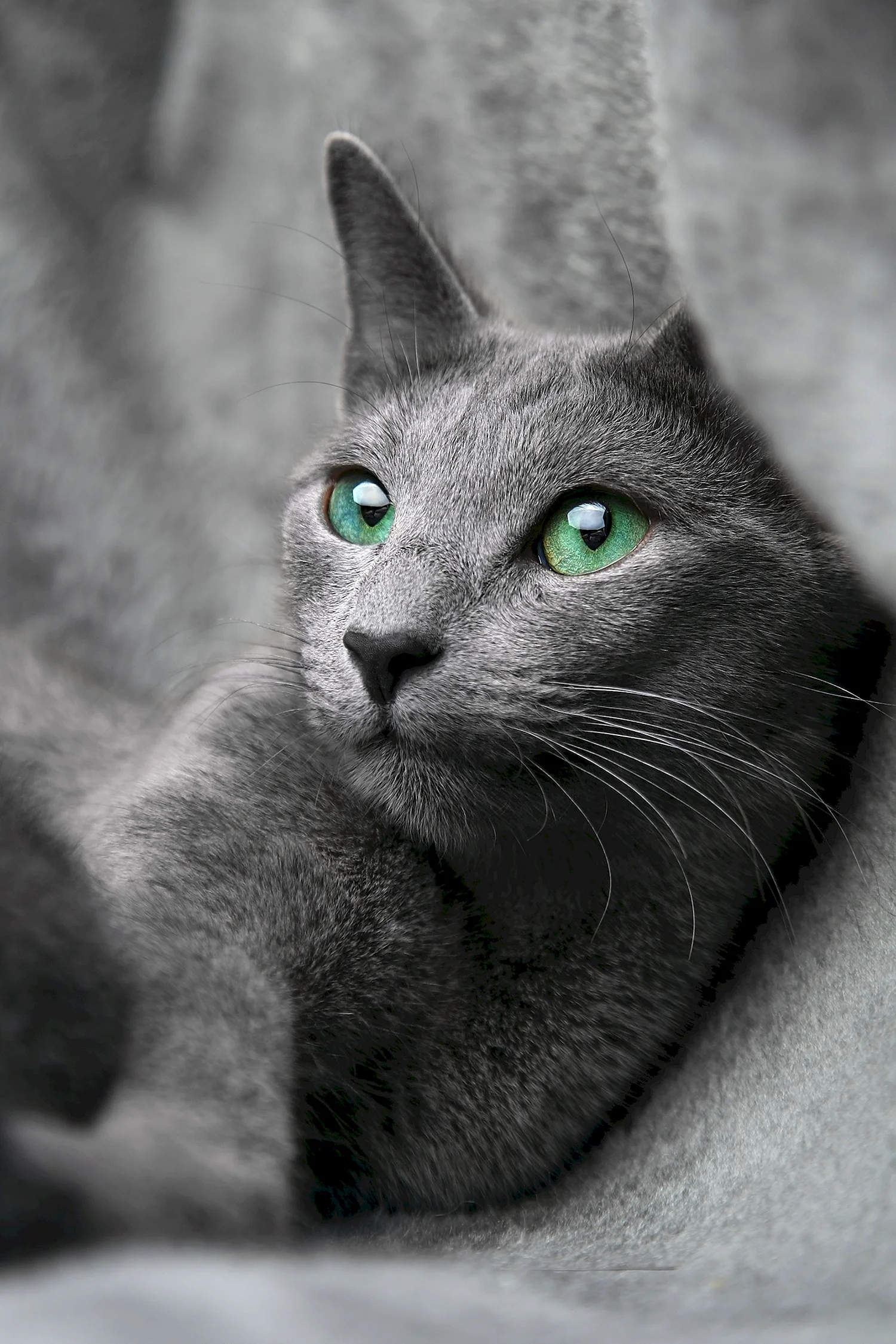 Кошки с серыми глазами (55 фото)