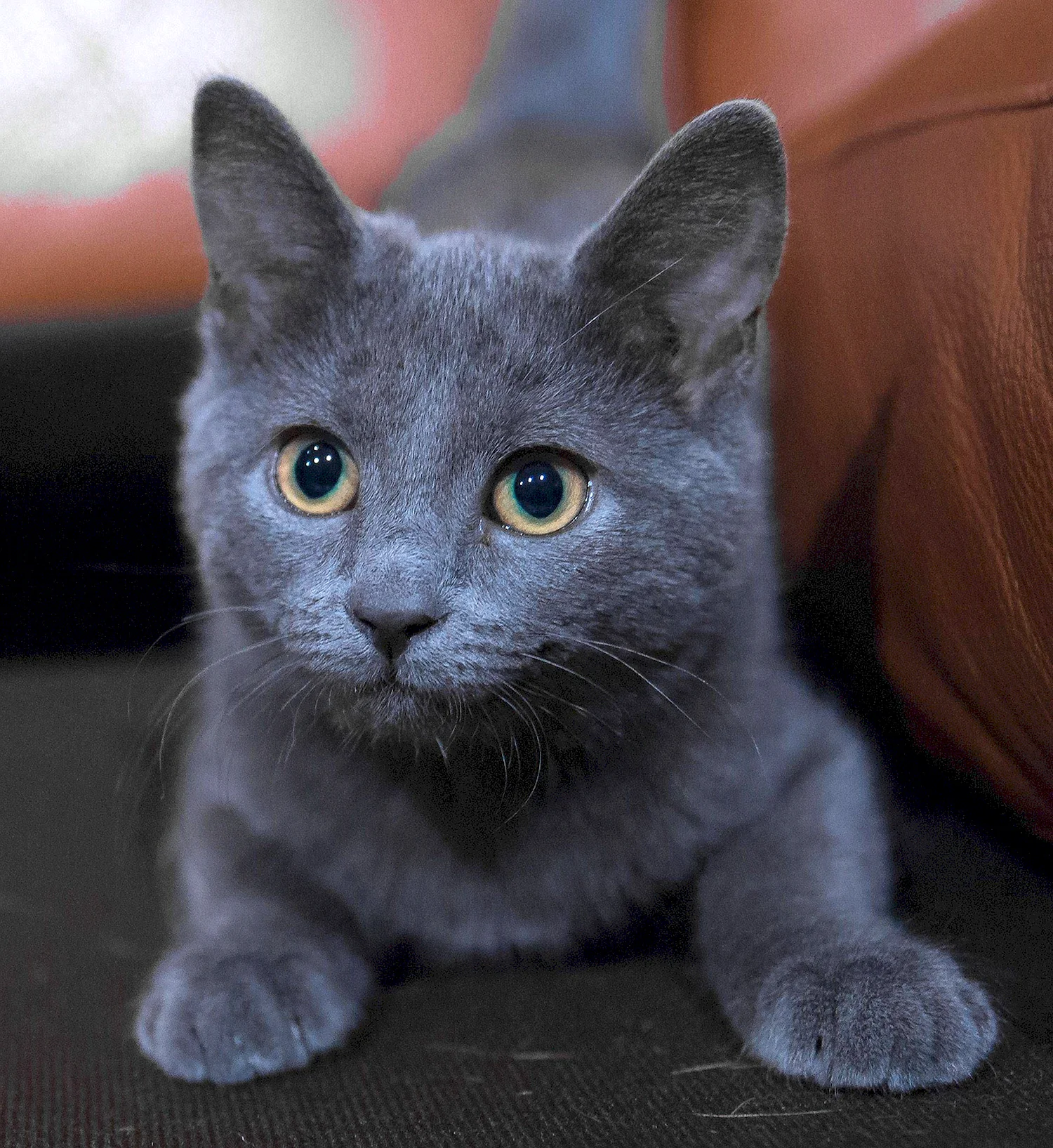Кошки голубого окраса (47 фото)