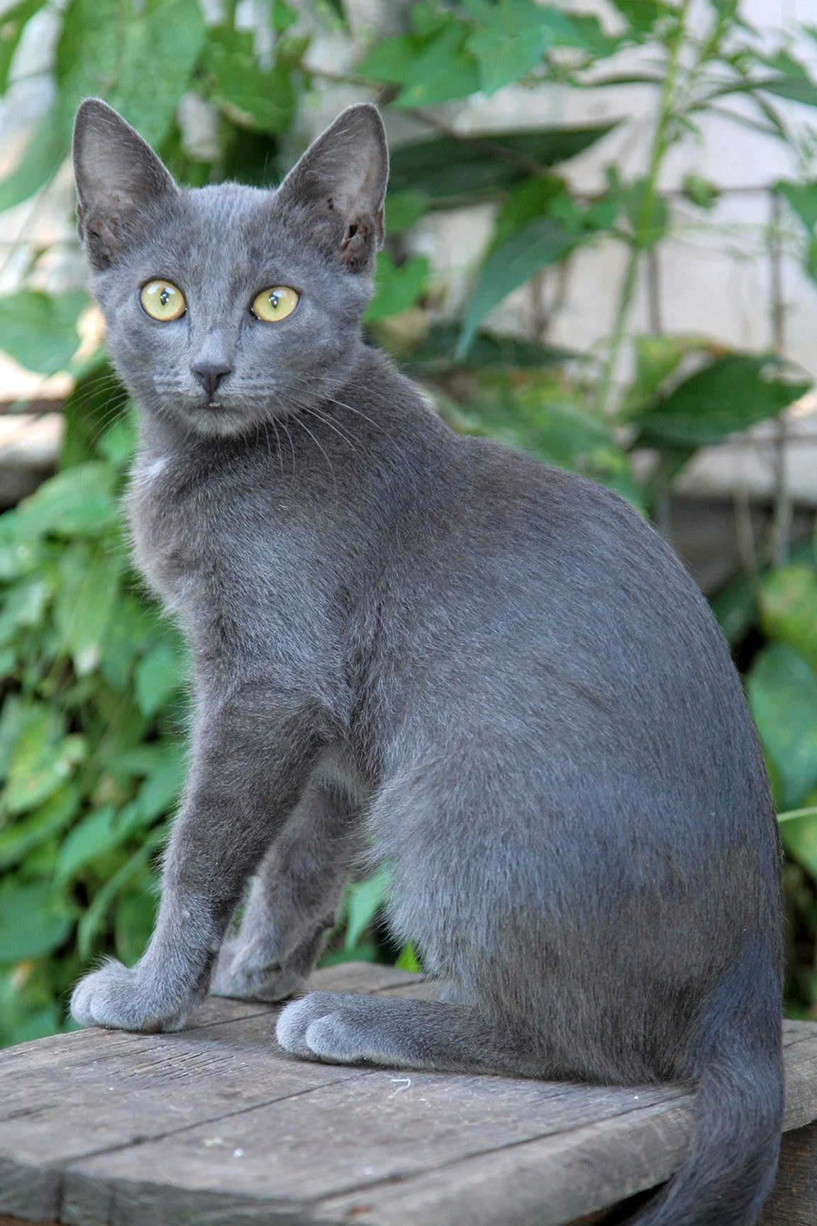 Русская голубая короткошерстная кошка