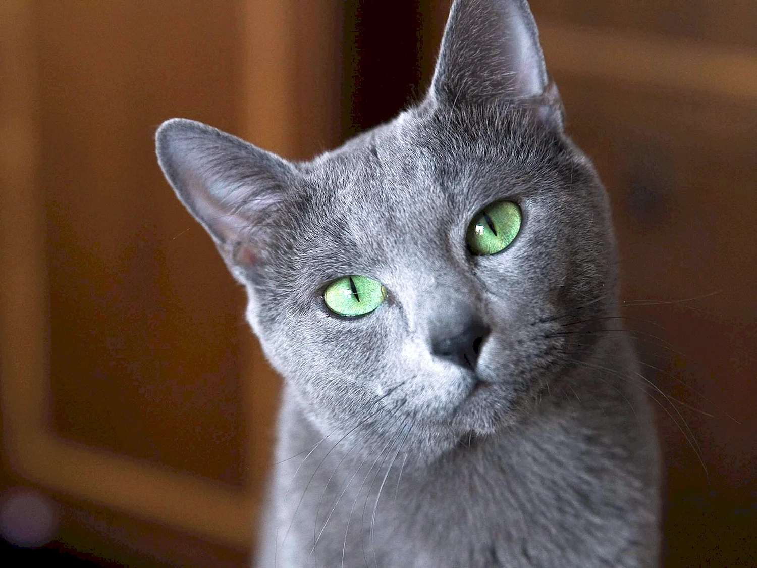 Кошка породы русская голубая фото