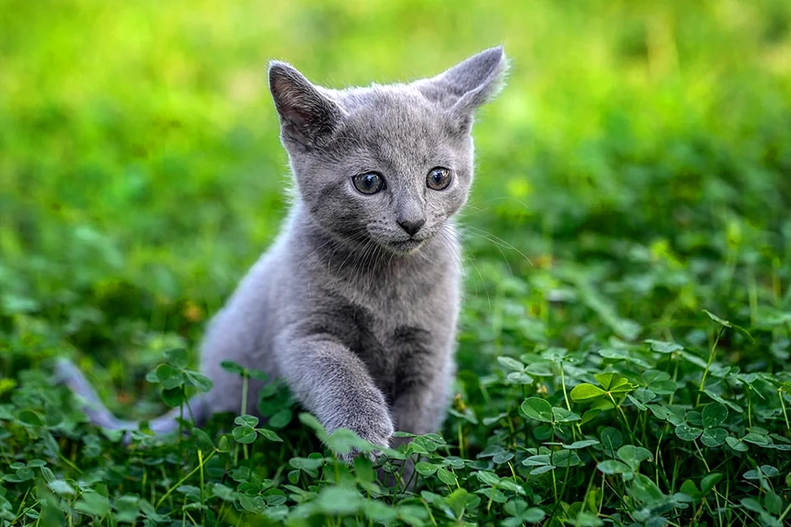 Русская голубая кошка котята