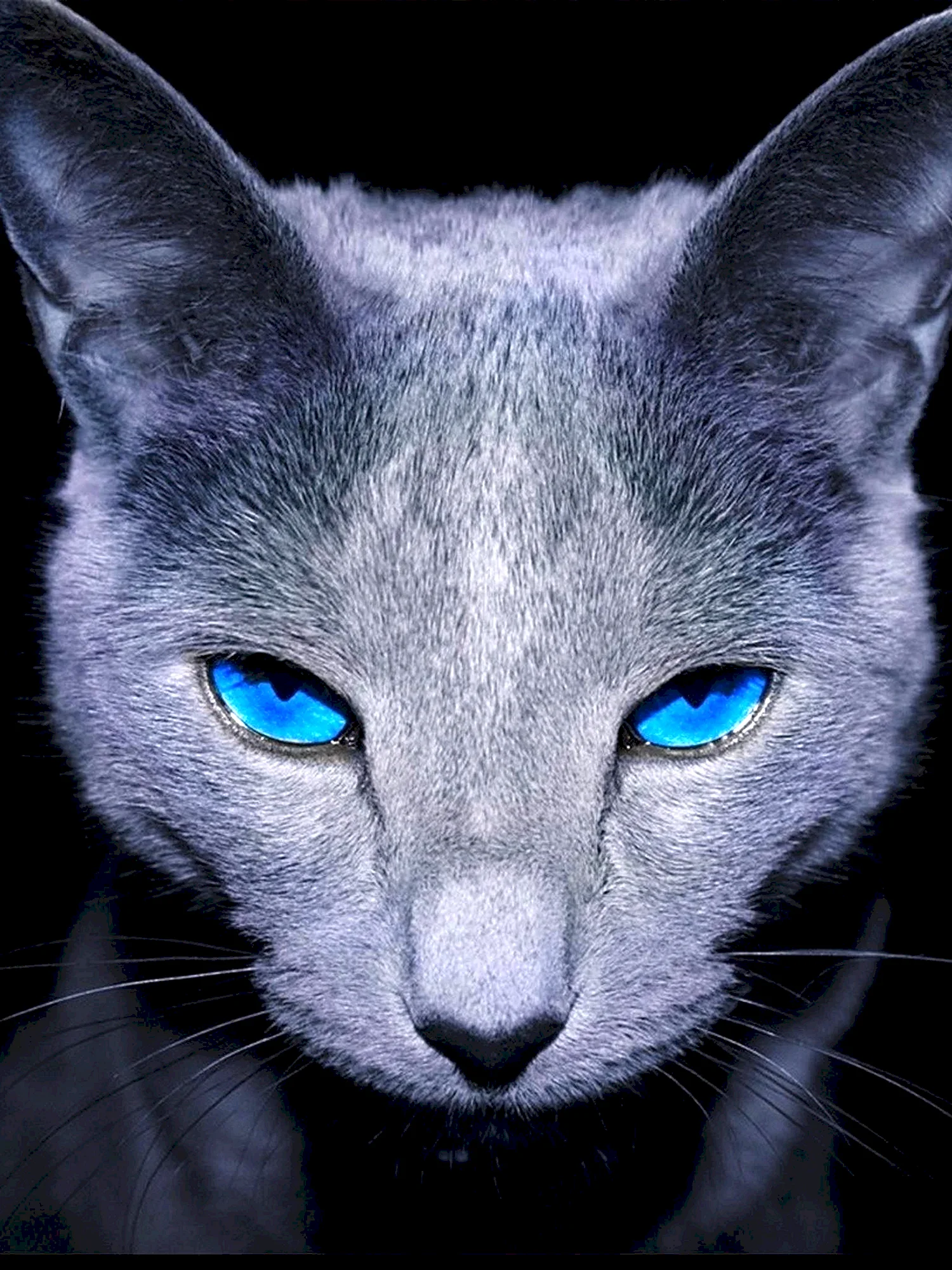 Русская голубая кошка с гетерохромией
