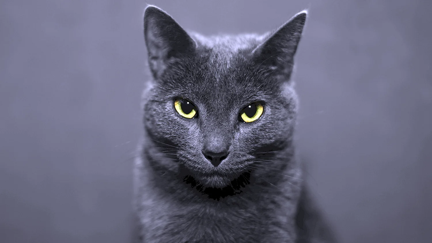 Русская голубая кот