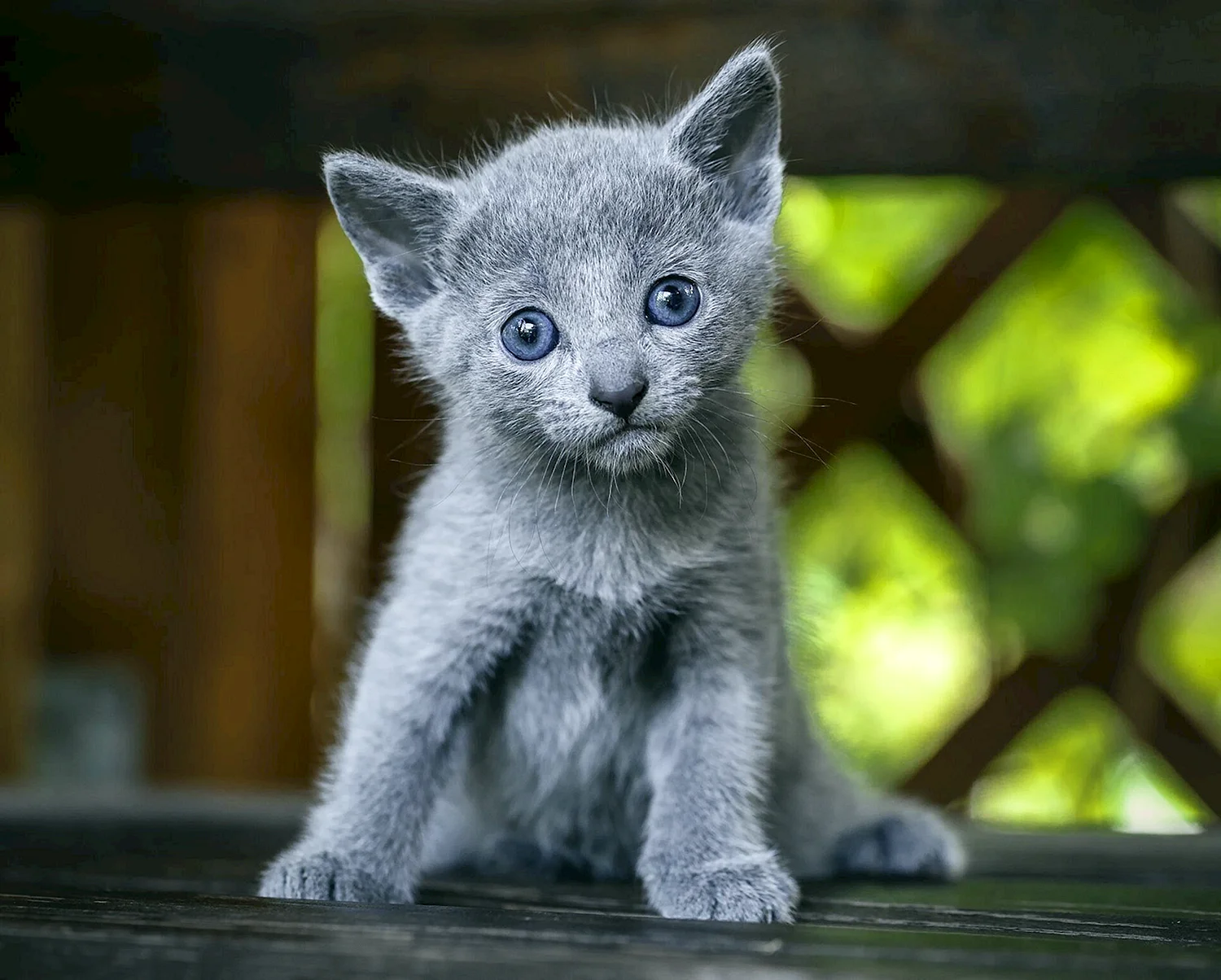 Русская голубая котенок