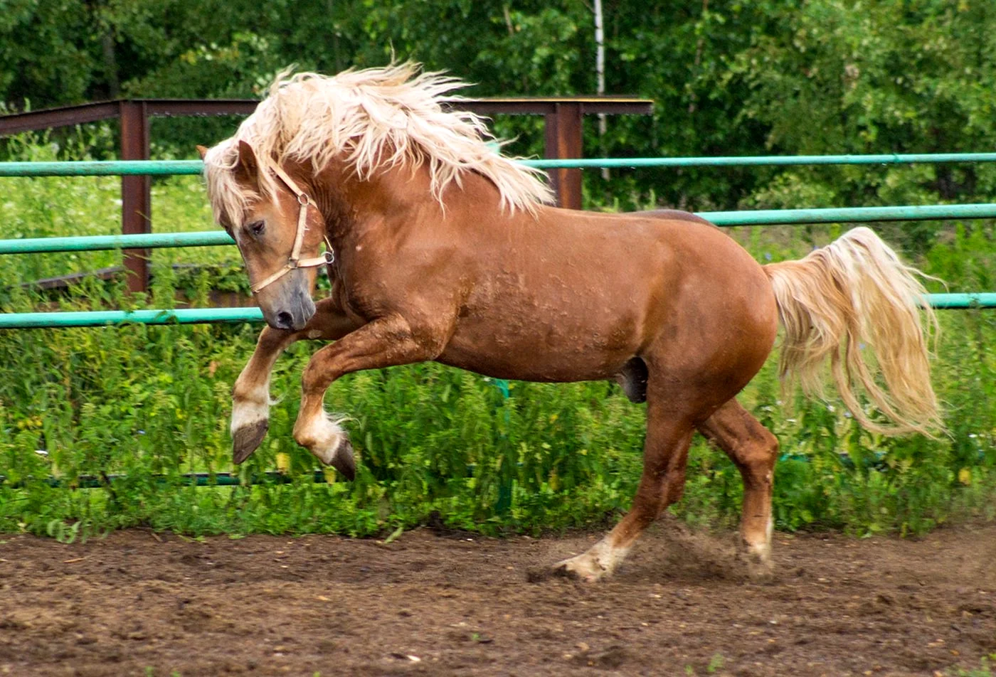 Русская лошадь тяжеловоз