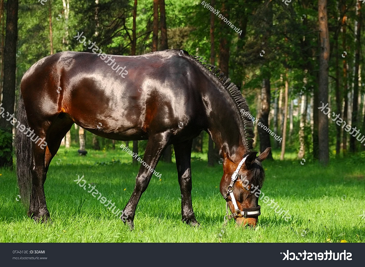 Русский рысак порода лошадей