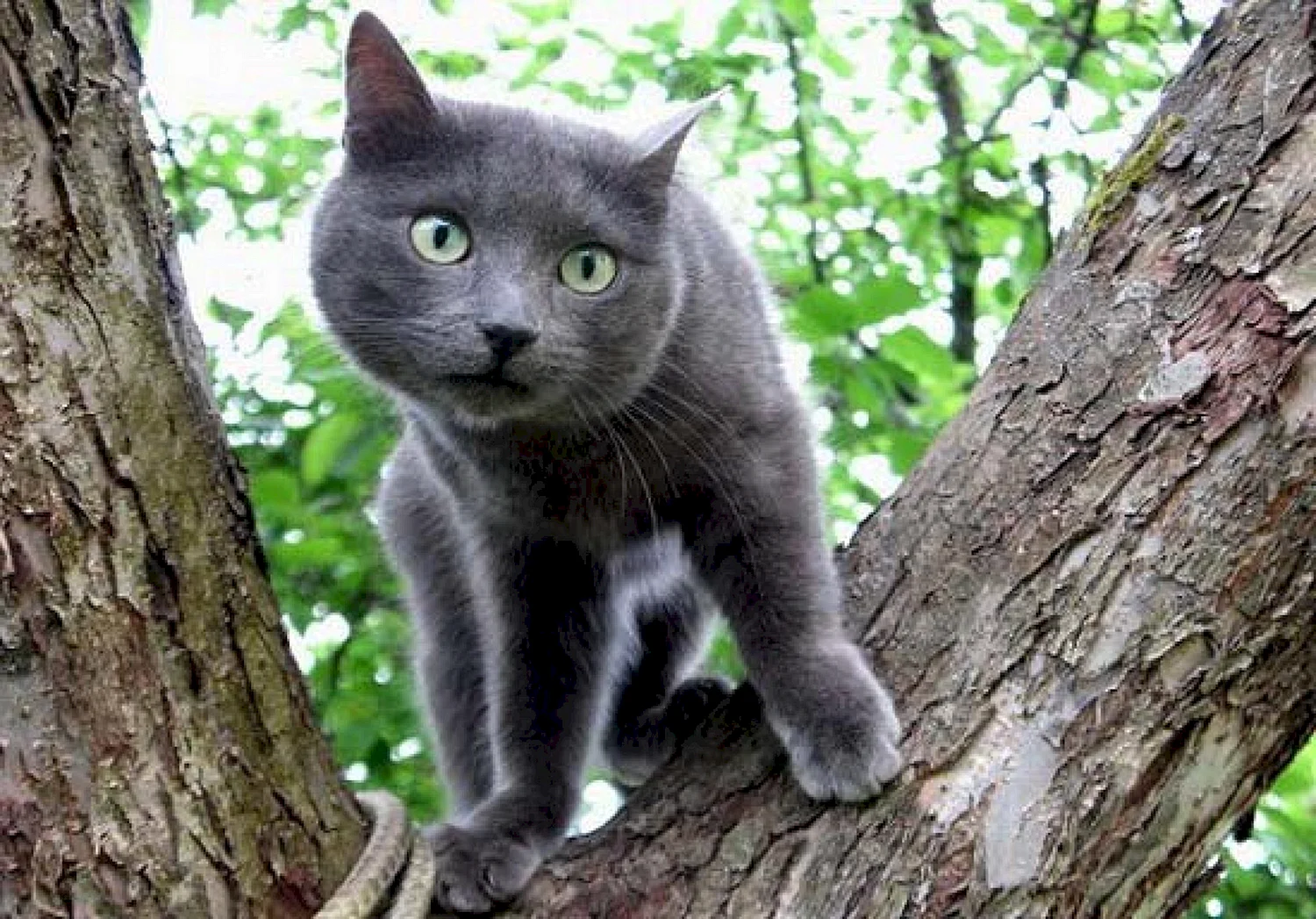 Русский серый кот