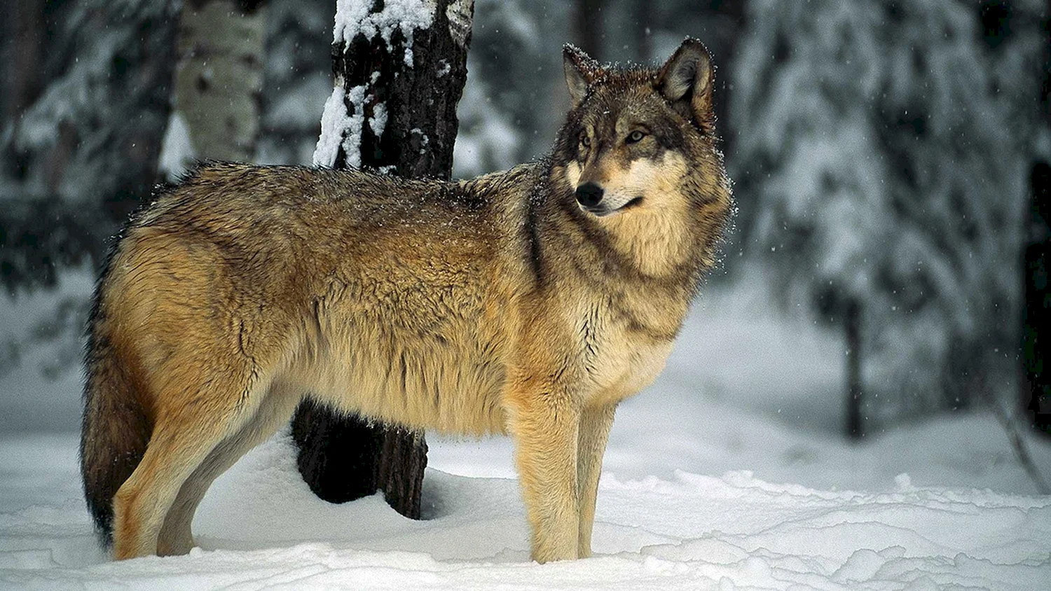 Русский серый волк