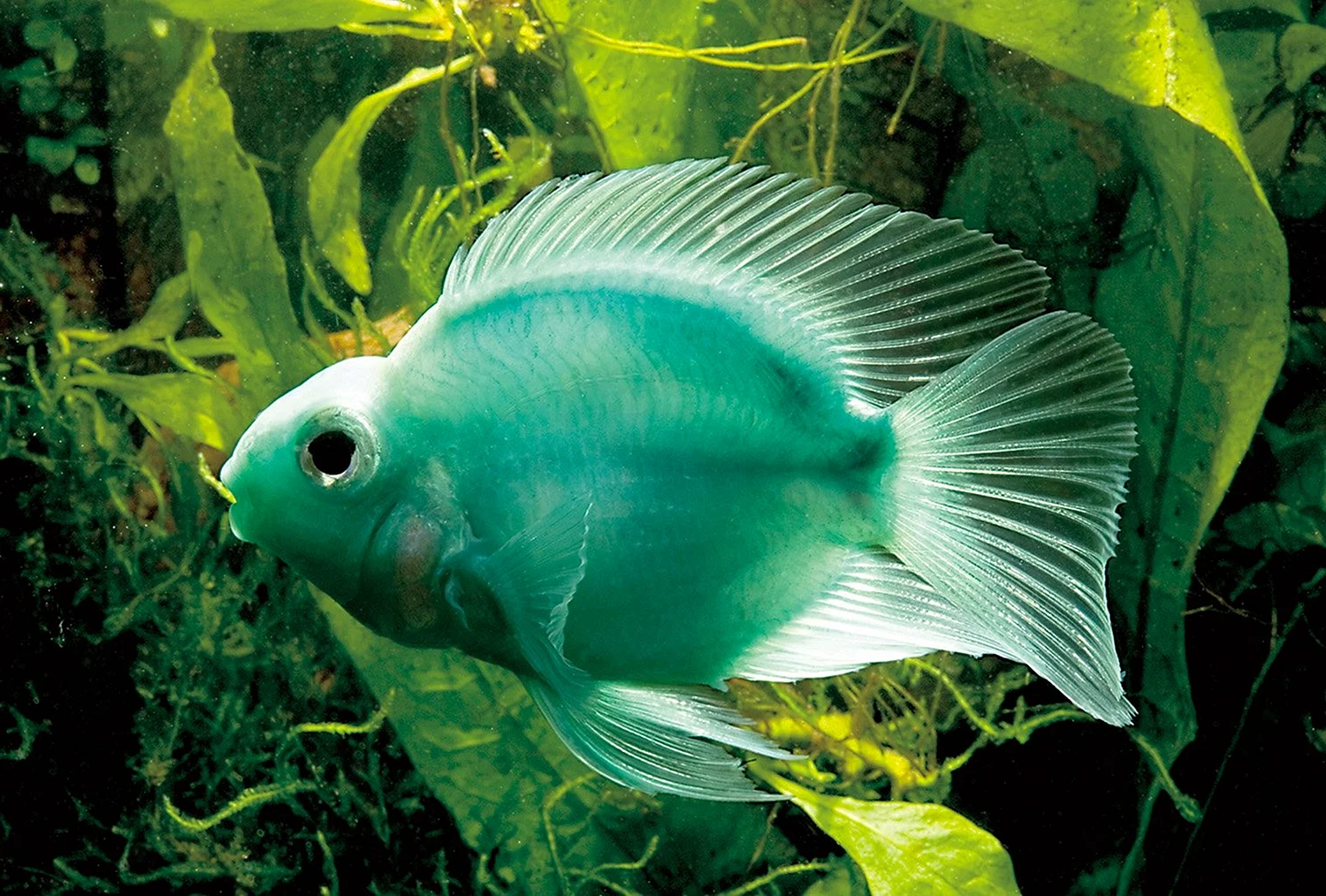Рыба голубой попугай аквариумная