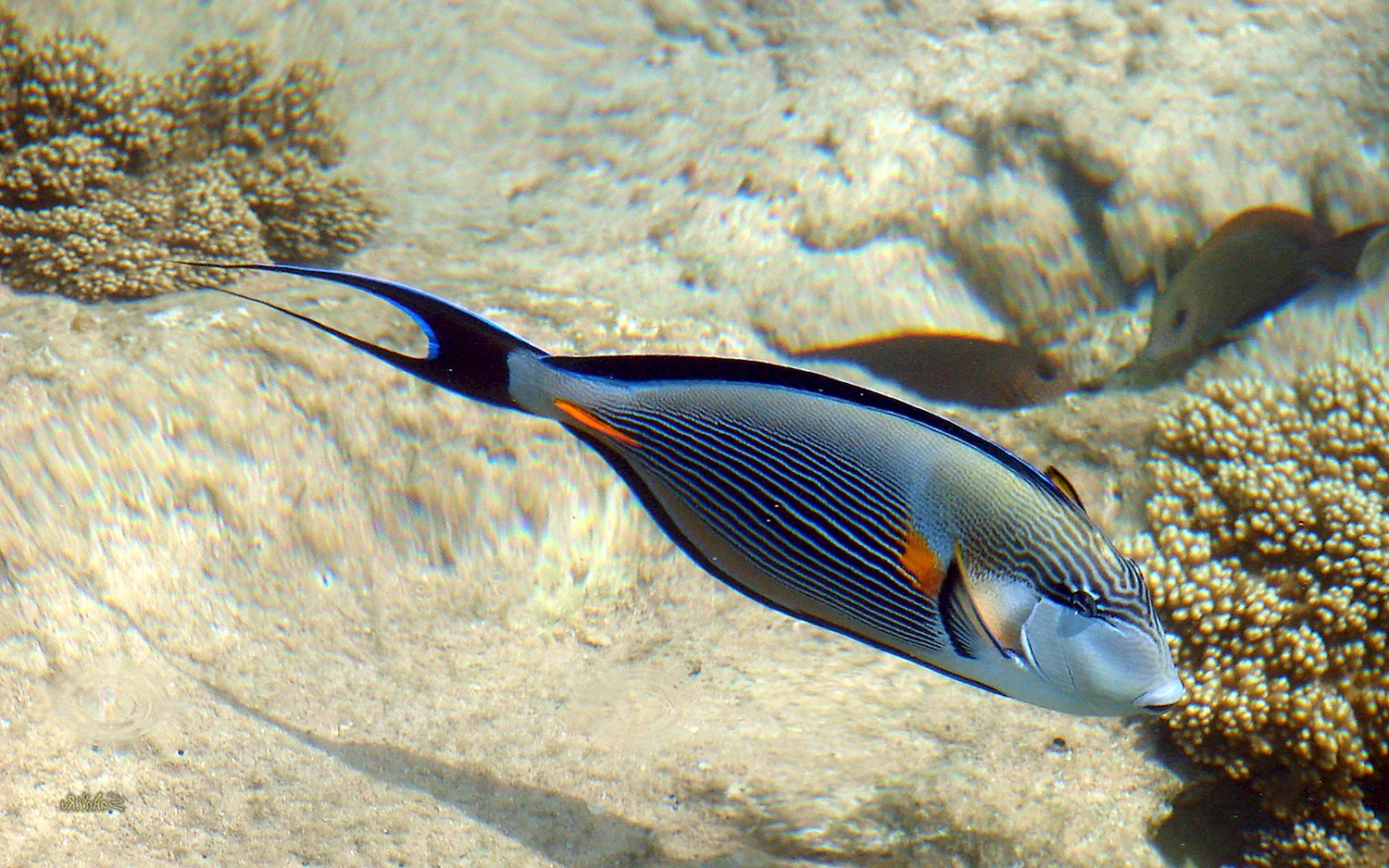 Рыба губач в Красном море