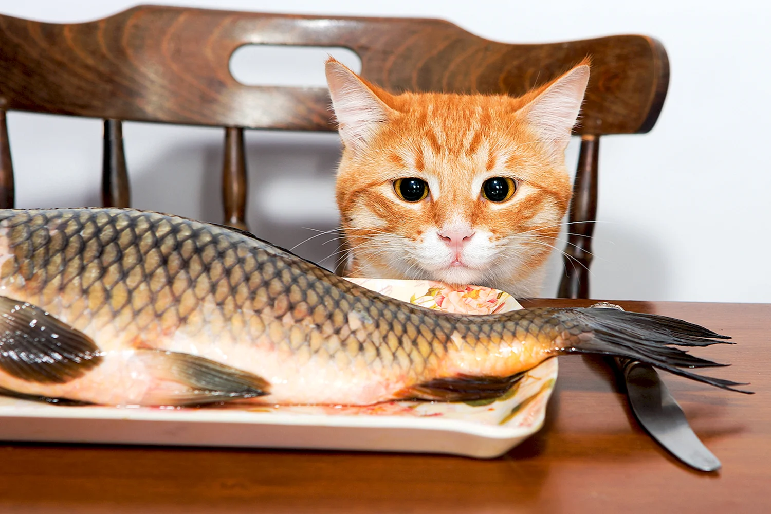 Рыба кошка