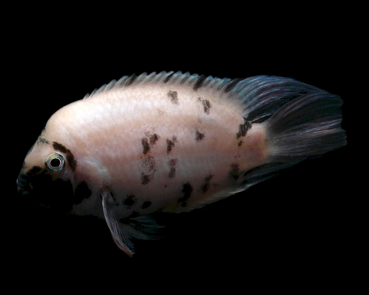 Рыба окрас с ромбиками на спине