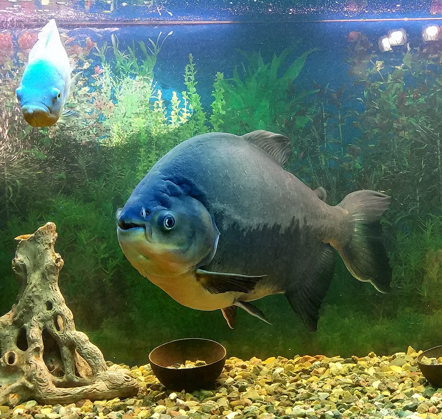 Рыба Пиранья аквариумная