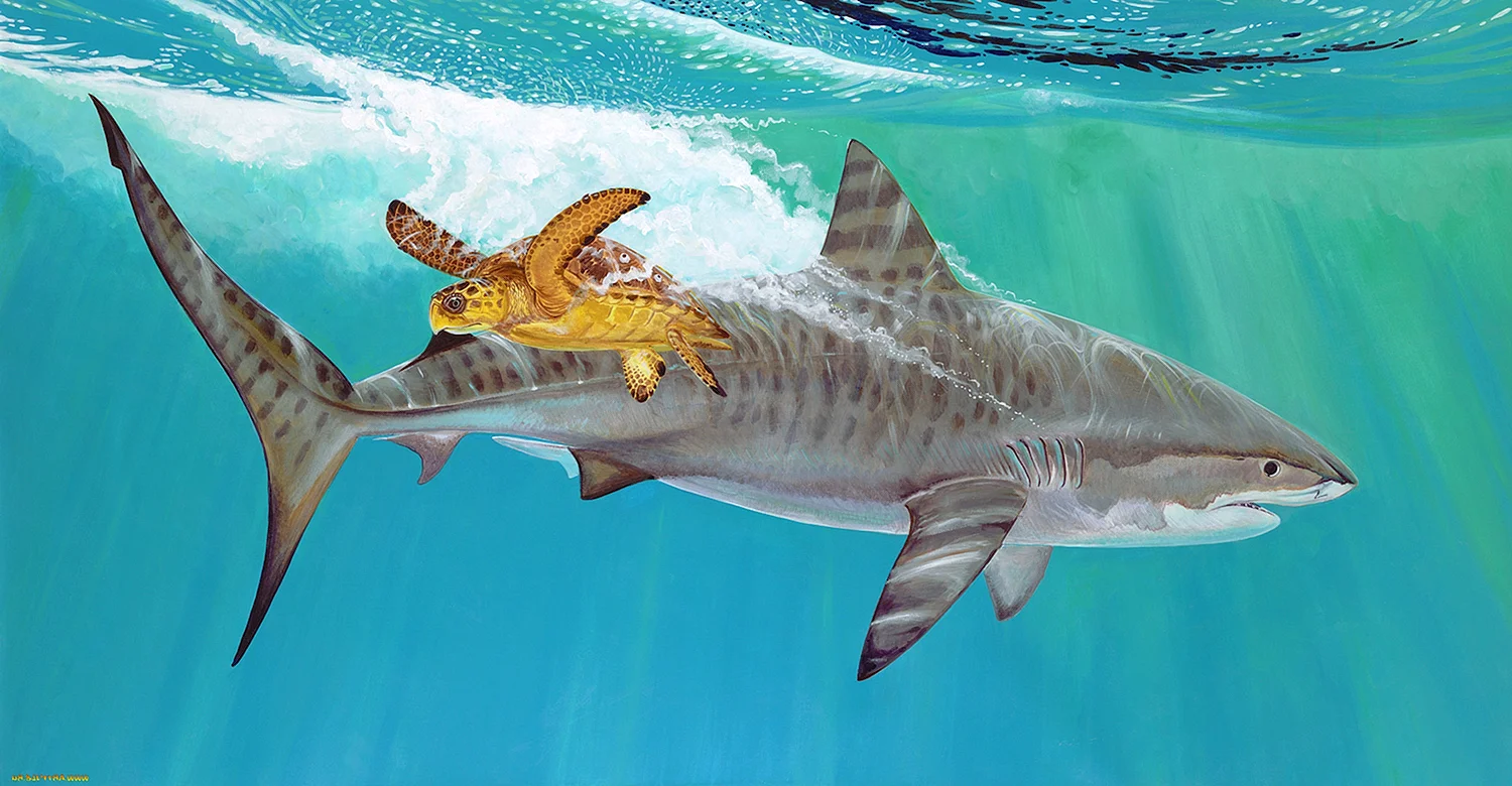 Рыба тигровая акула