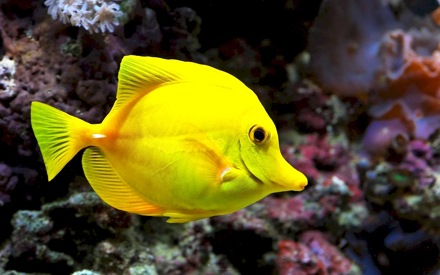 Рыба Цитрон желтый
