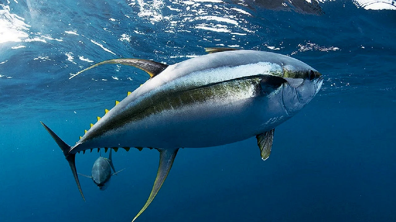 Рыба тунец желтоперый