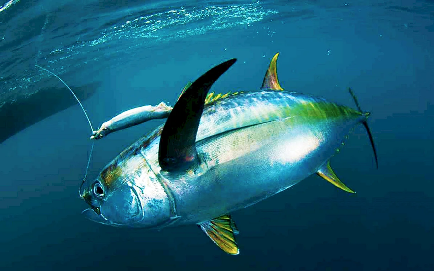 Рыба тунец желтоперый