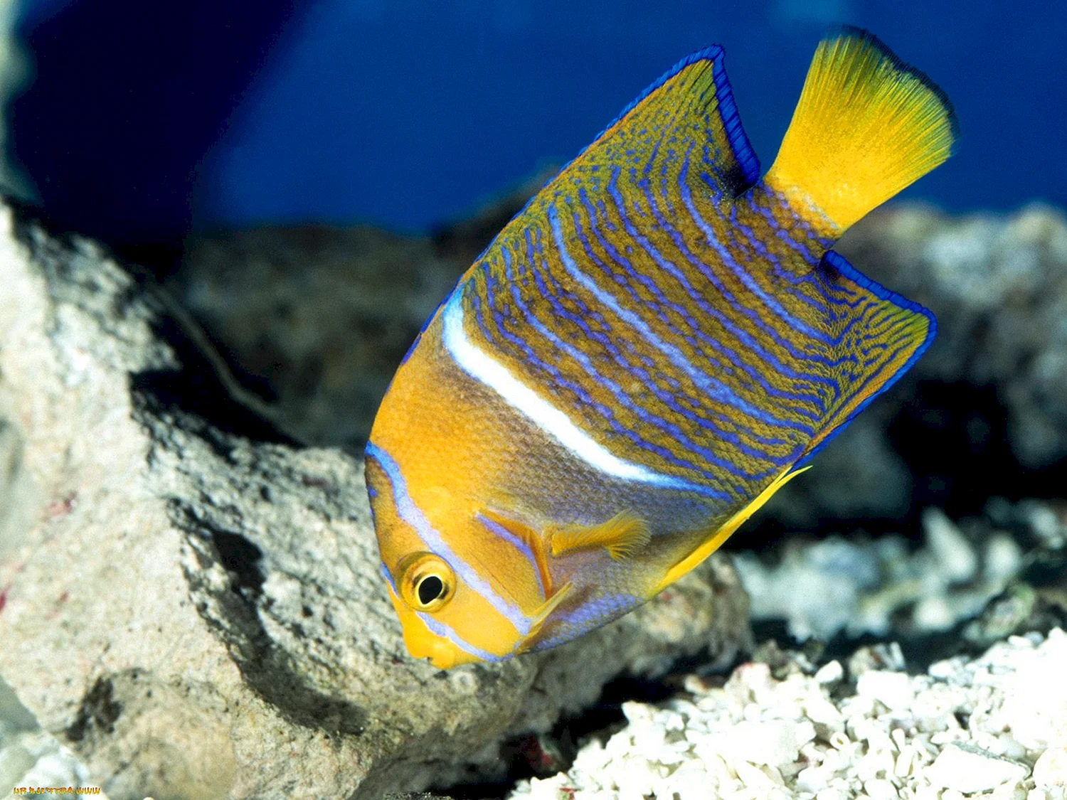 Рыба желтый полосатик