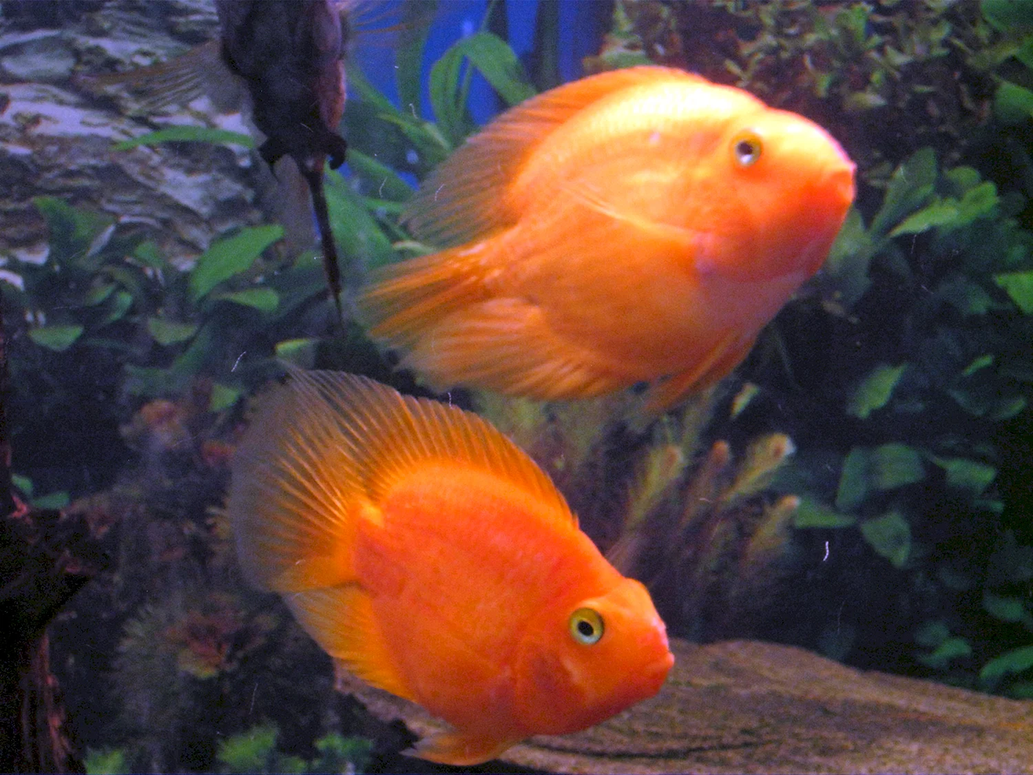 Рыбка Cichlid оранжевый