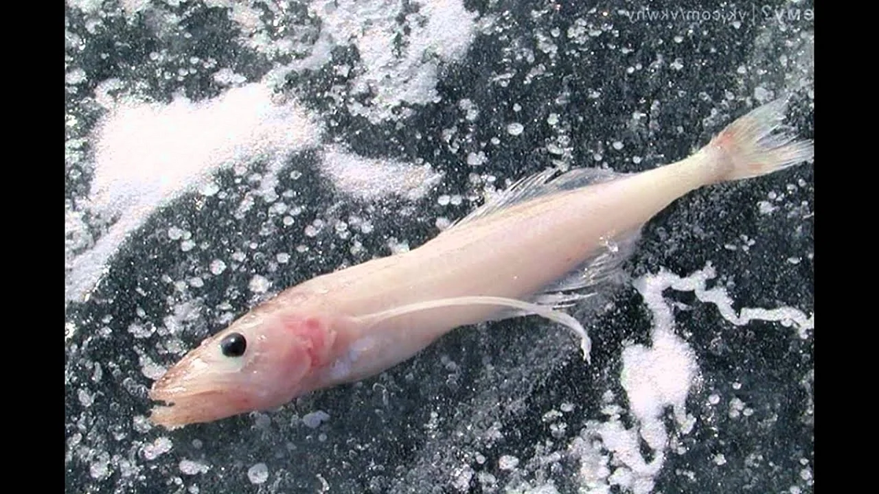 Рыбка Голомянка в озере Байкал