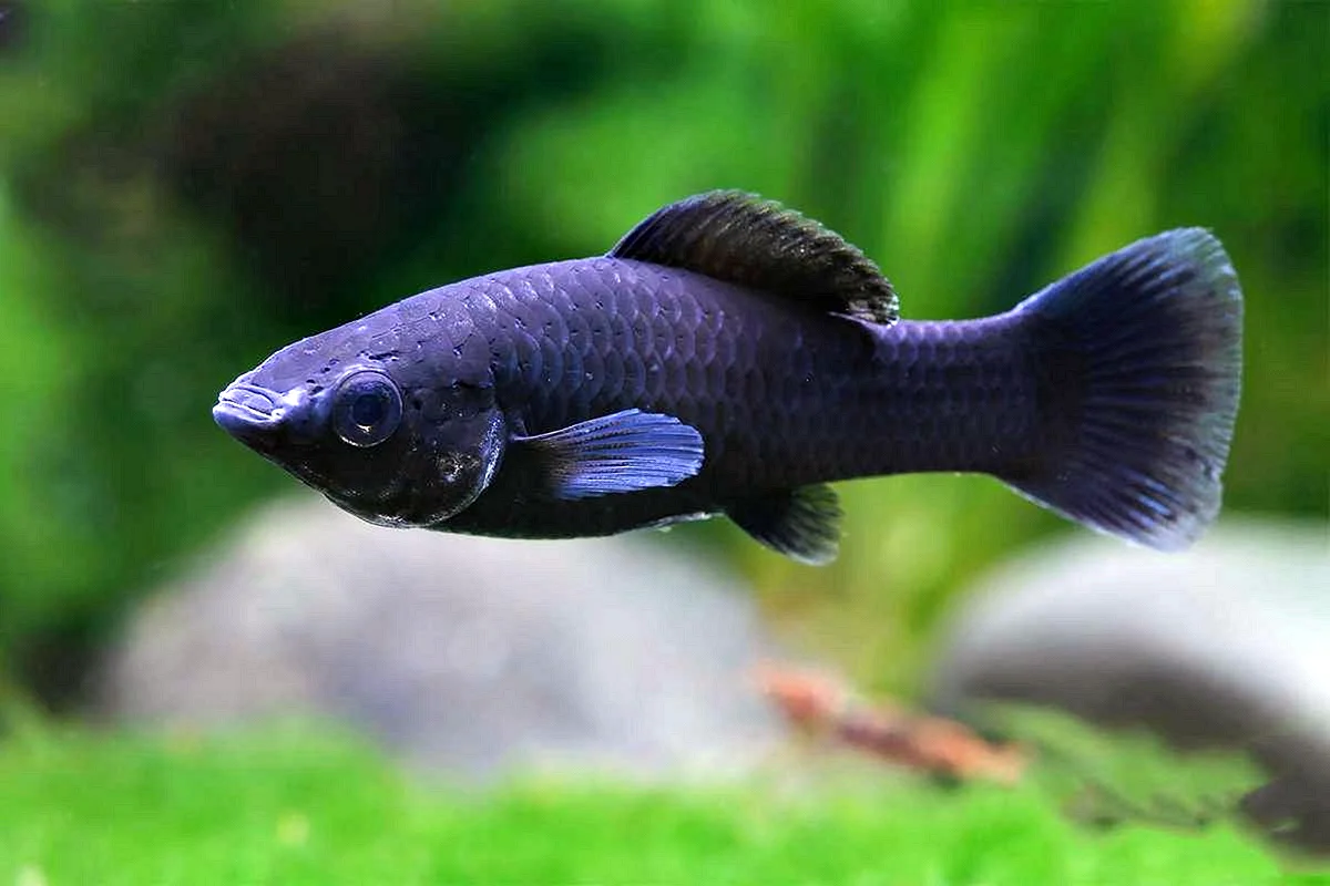 Аквариумные рыбки черные название и фото