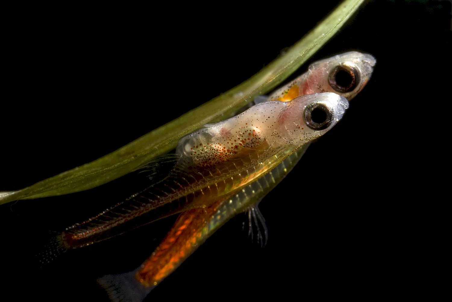 Рыбка Paedocypris progenetica
