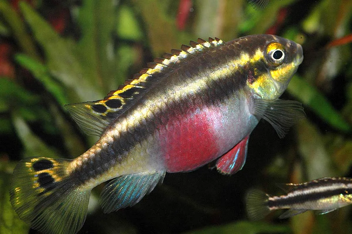 Рыбка попугайчик Пельвикахромис