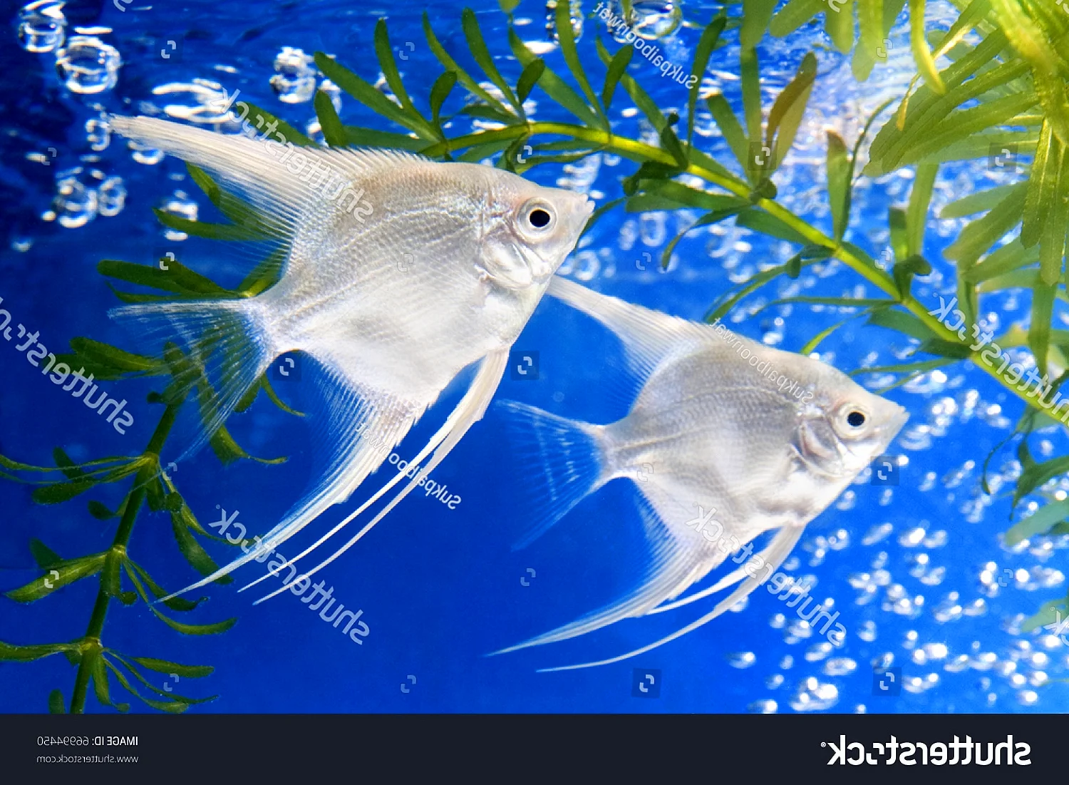 Рыбка Скалярия белая
