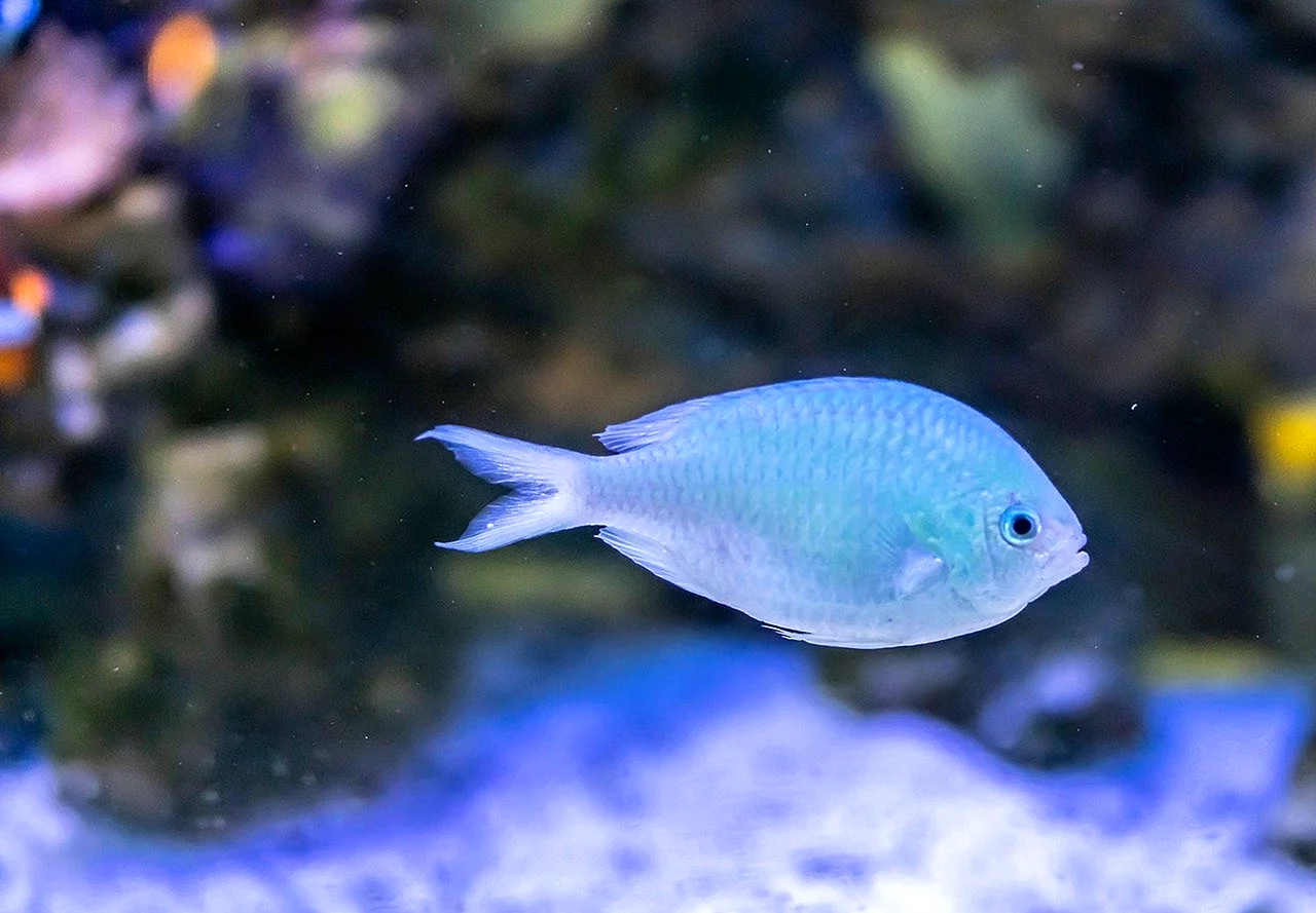 Рыбка Тернеция синяя