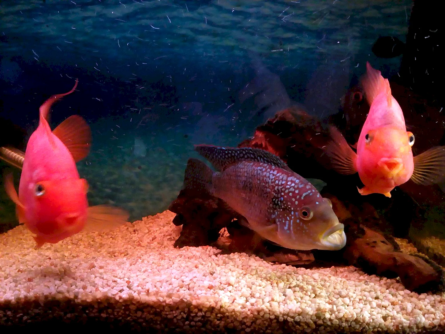 Рыбка цихлазома розовая