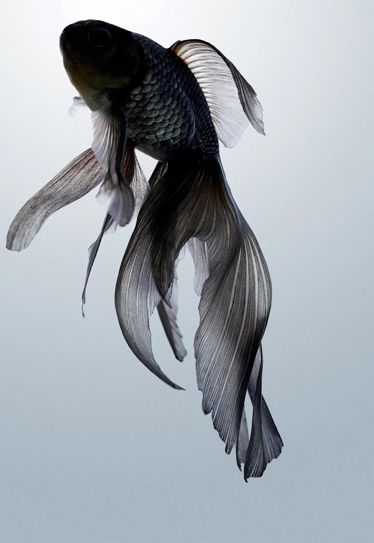 Рыбка вуалехвост черная