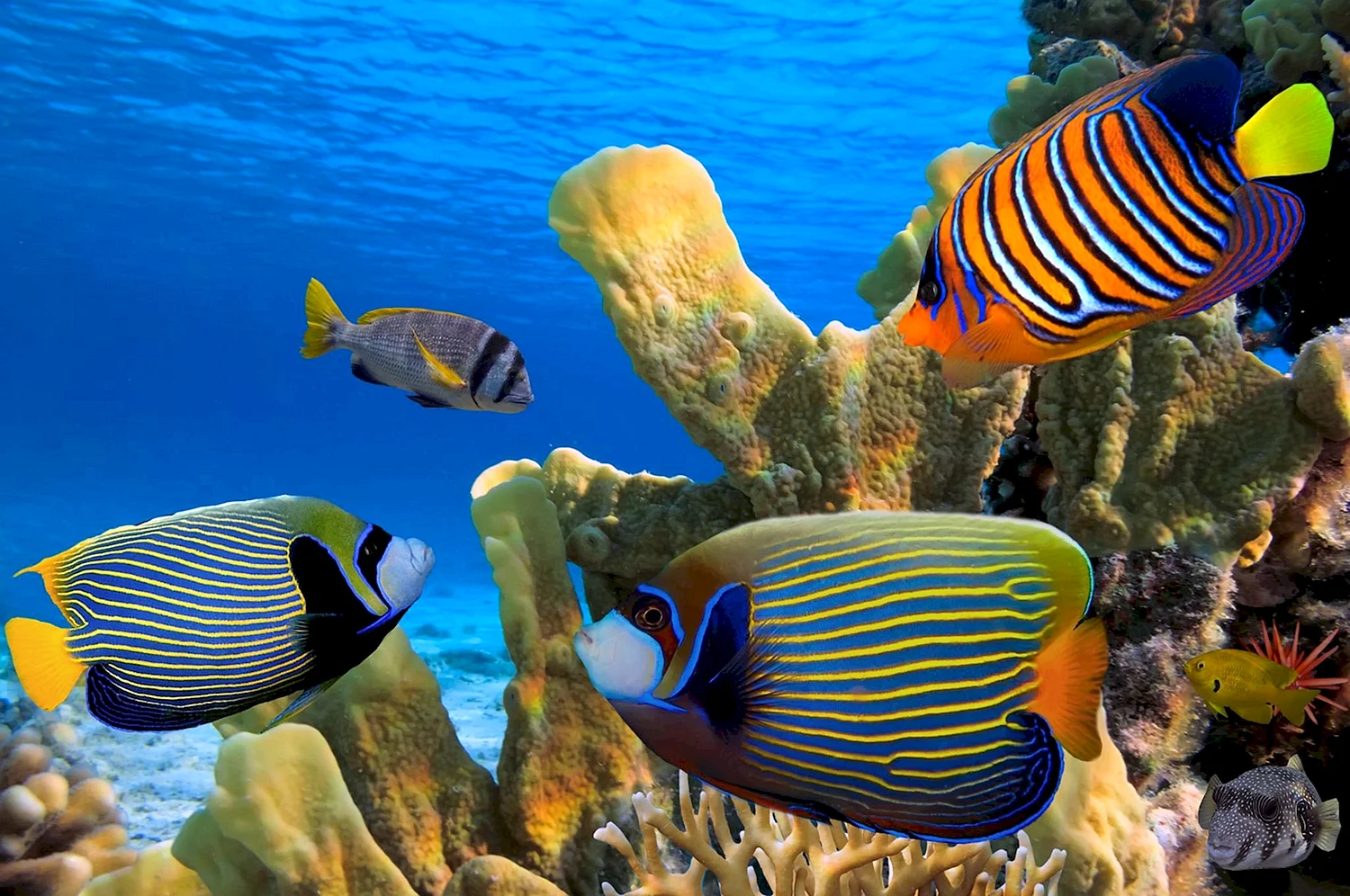 Рыбы кораллового рифа красного моря
