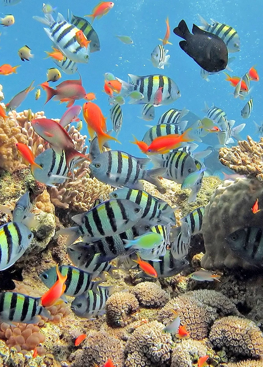 Рыбы красного моря риф
