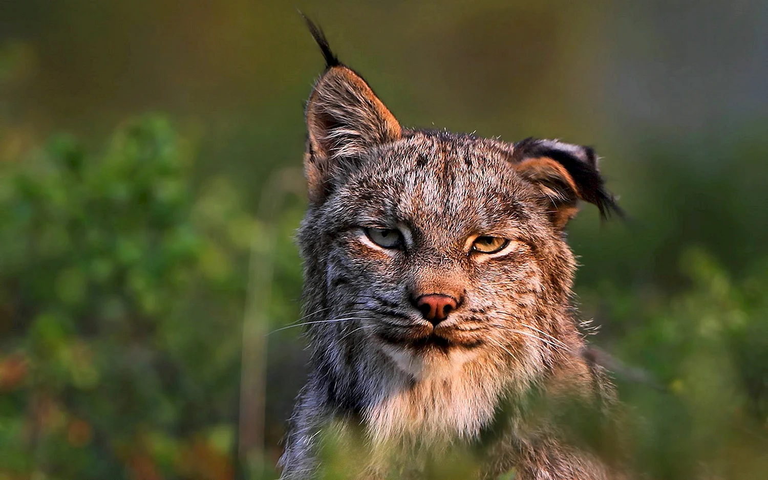 Рысь Felis Lynx l.