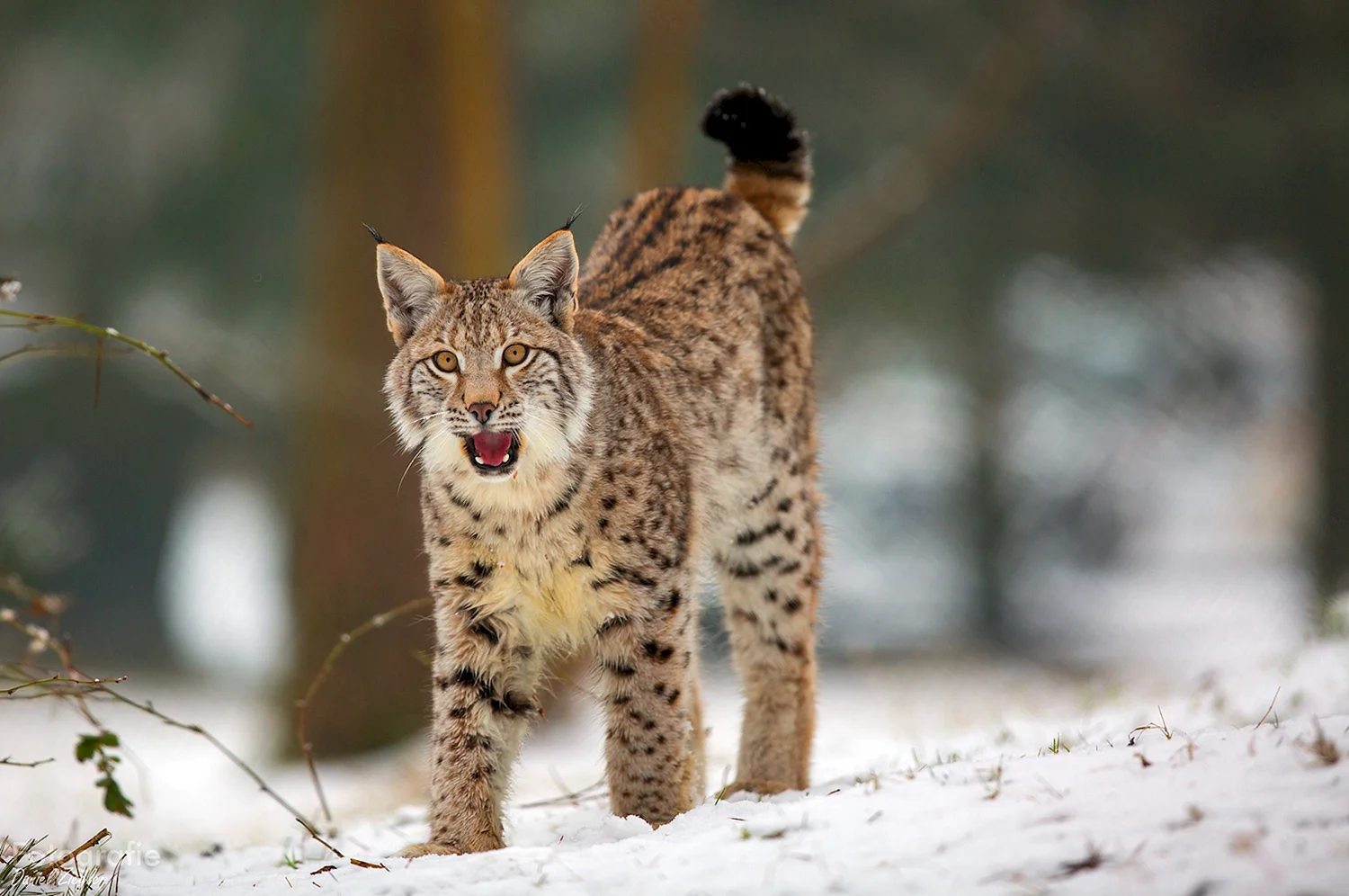 Рысь — Lynx Lynx