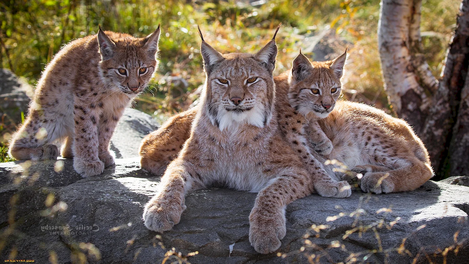 Рысь - Lynx Lynx (Linnaeus, 1758)