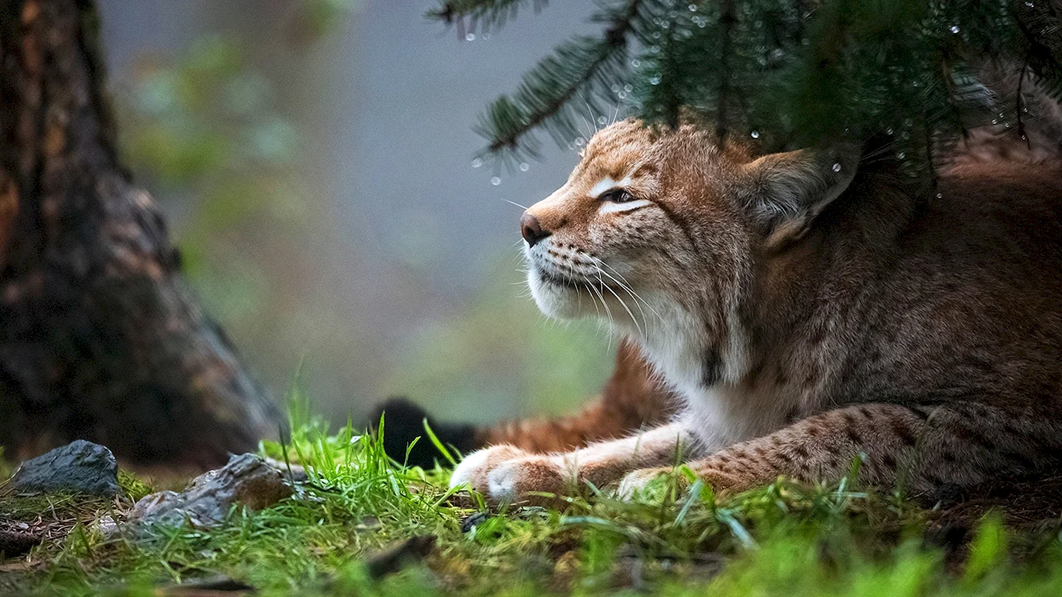 Рысь (Lynx Lynx) в дикой природе