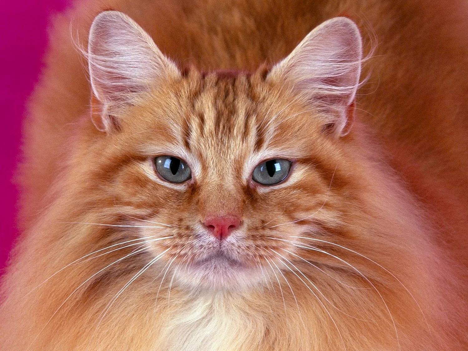 Рыжая кошка