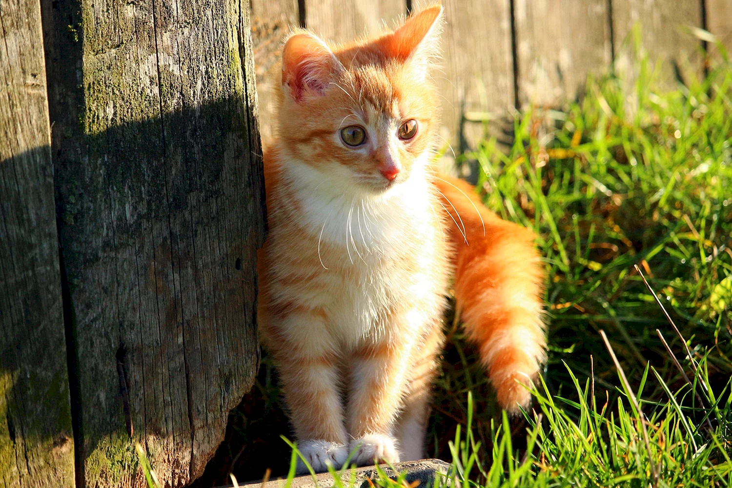 Рыжая кошка маленькая