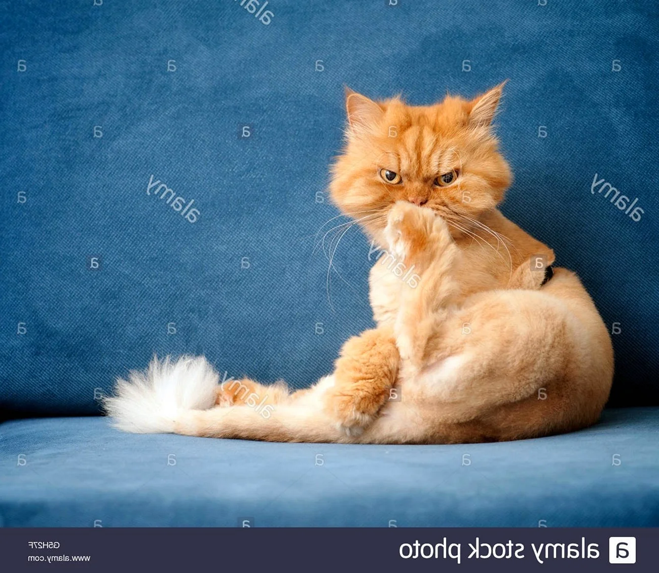 Рыжая кошка персидской породы