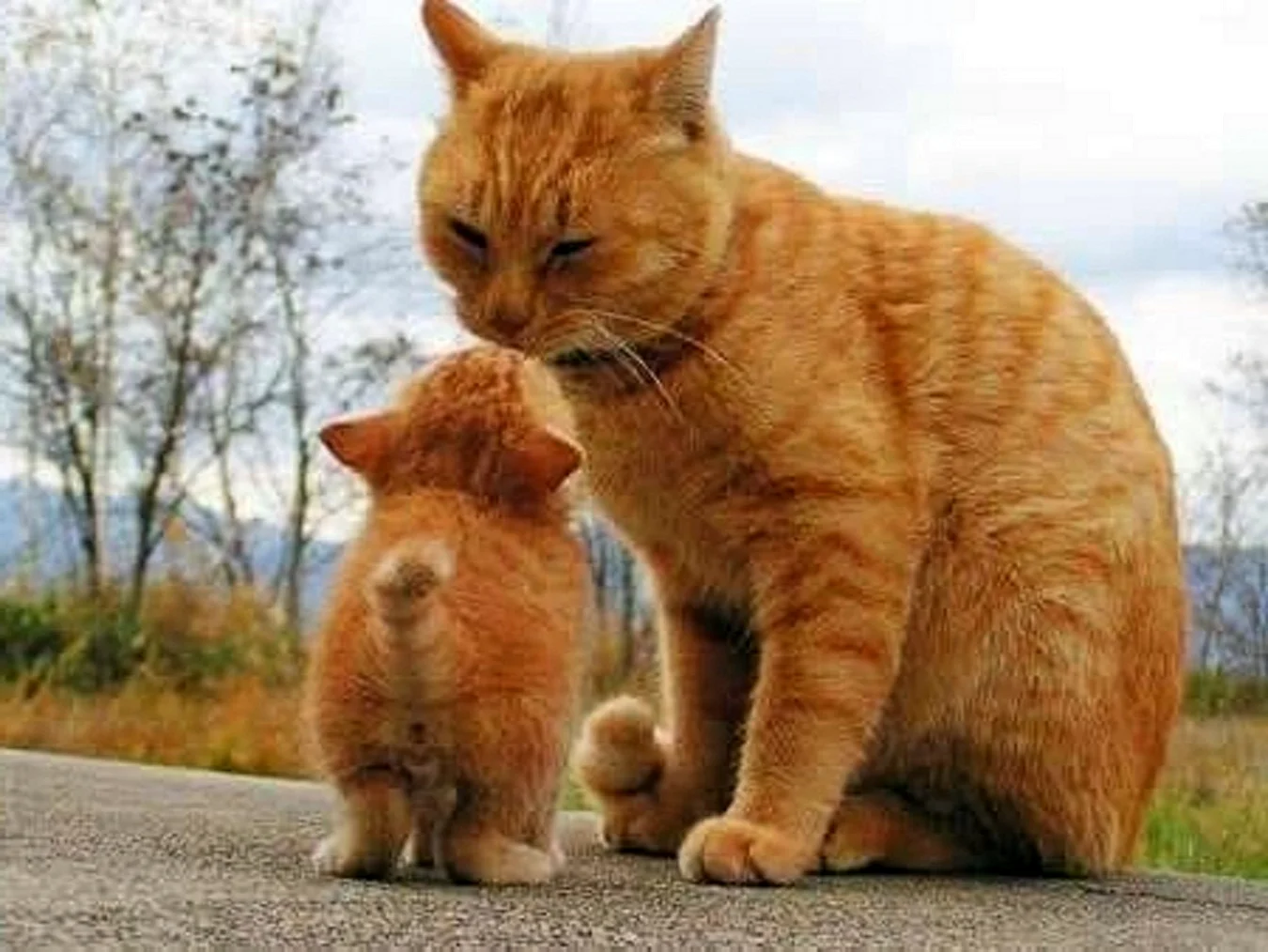 Рыжая кошка с котятами
