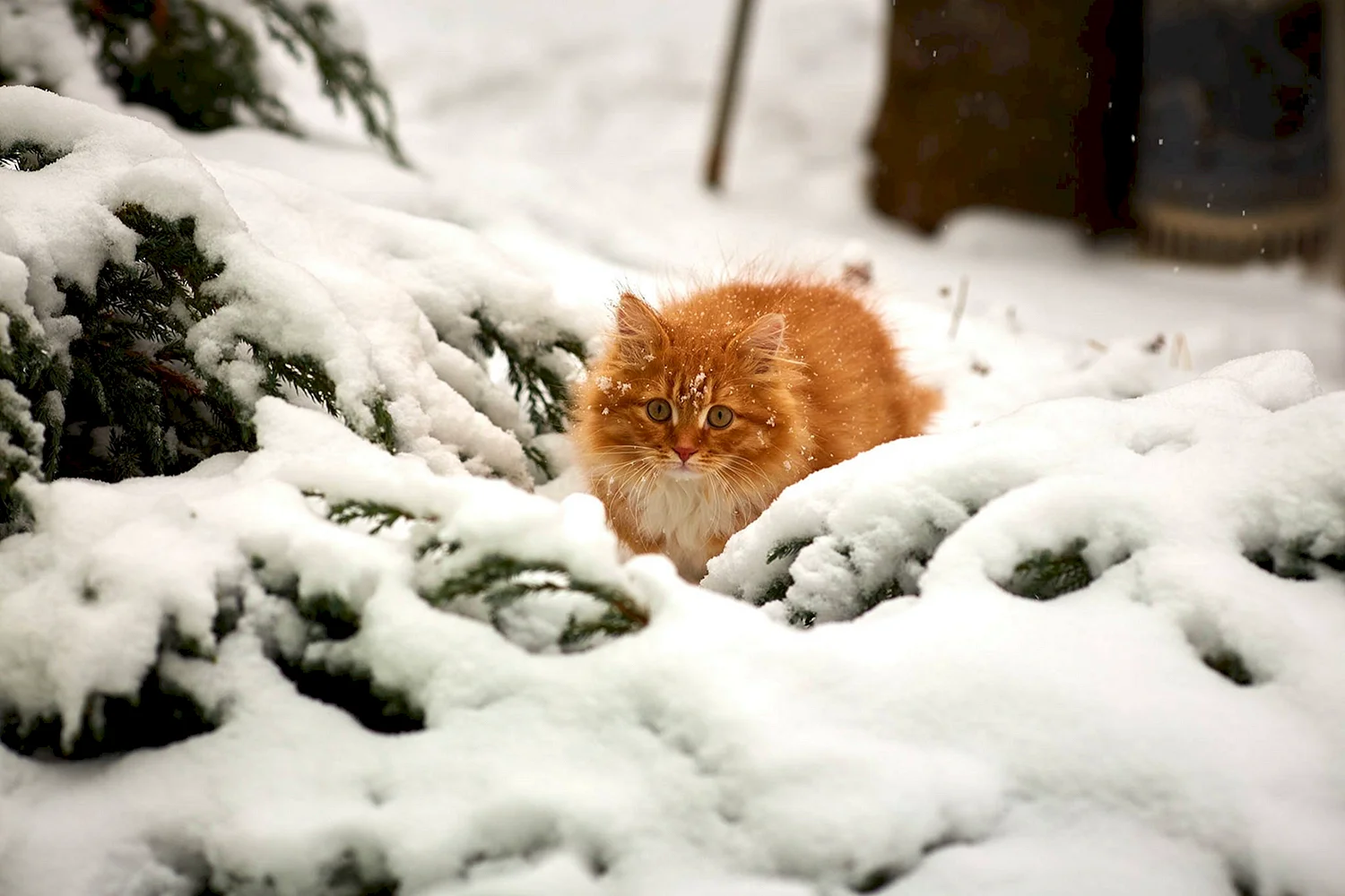 Рыжая кошка валяется в снегу